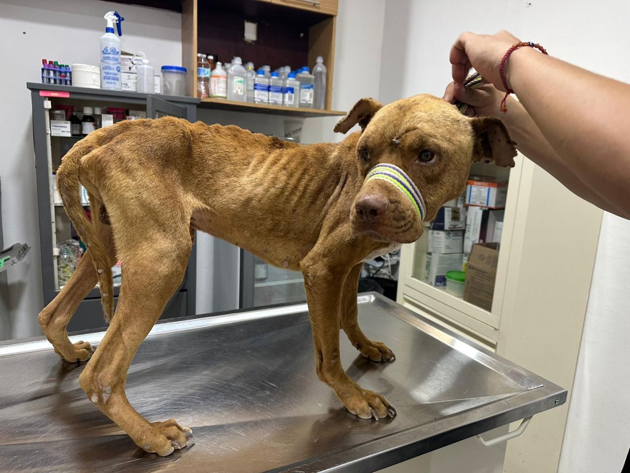 uploads/6/32/01 (1893).Jpeg